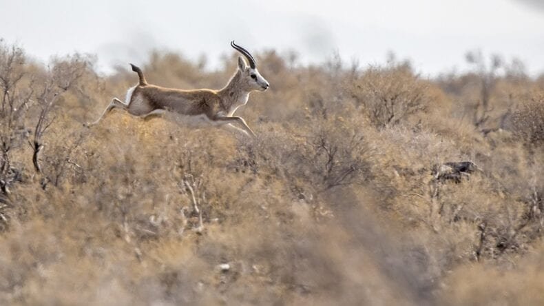 Priced at a Song, IUCN Projects Make Big Gains in Conservation of Goitered Gazelles