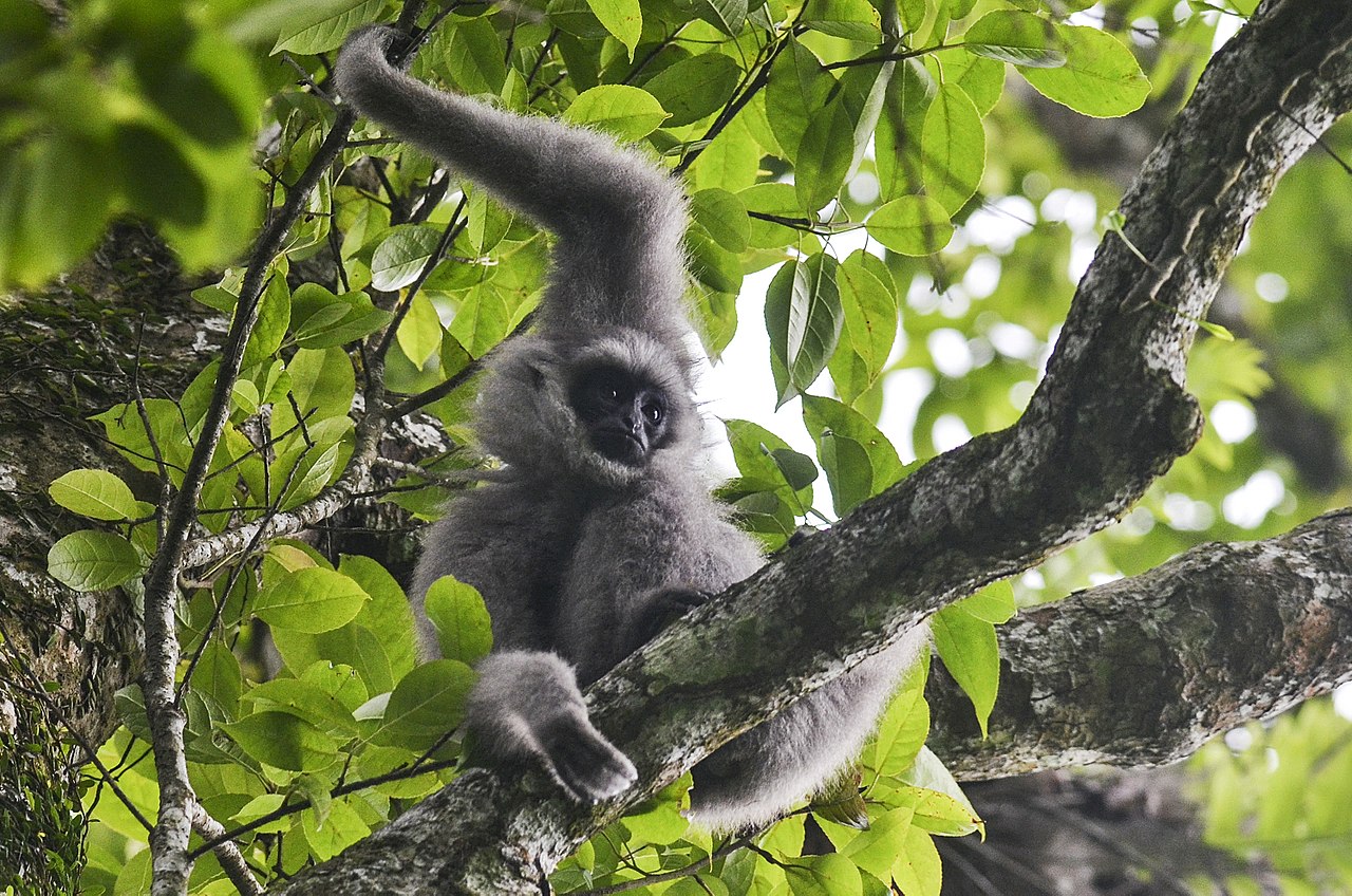 Organizations Start Small and Local in Effort to Protect and Save the Silvery Gibbon on Java