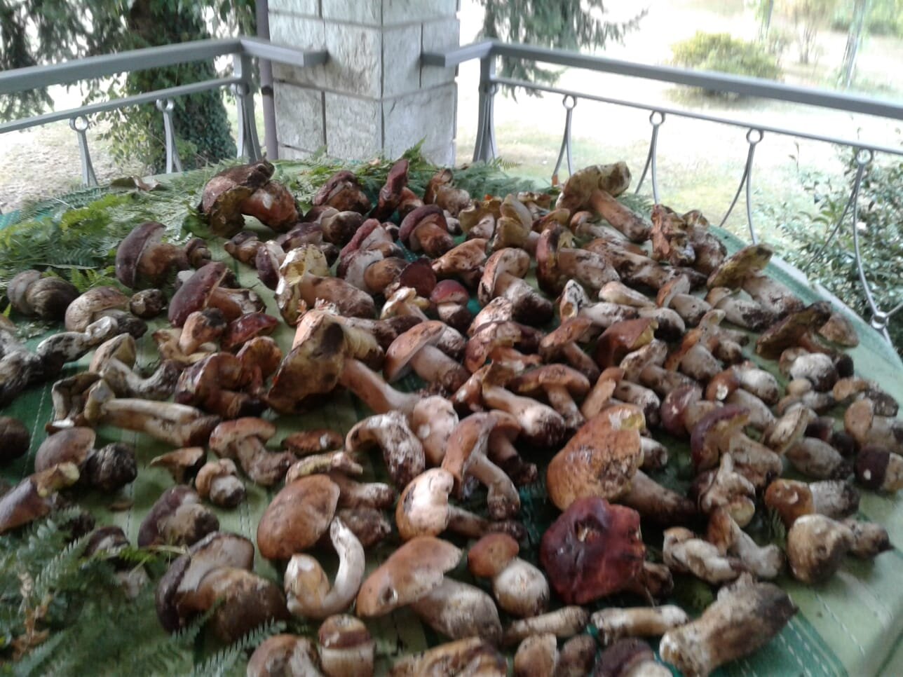 Hunting for Porcini Mushrooms in the Mountains of Piedmont