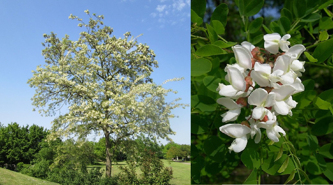 Giant Study Says Increase Native Tree Richness and Control Maritime Ports to Prevent Invasive Species Epidemics