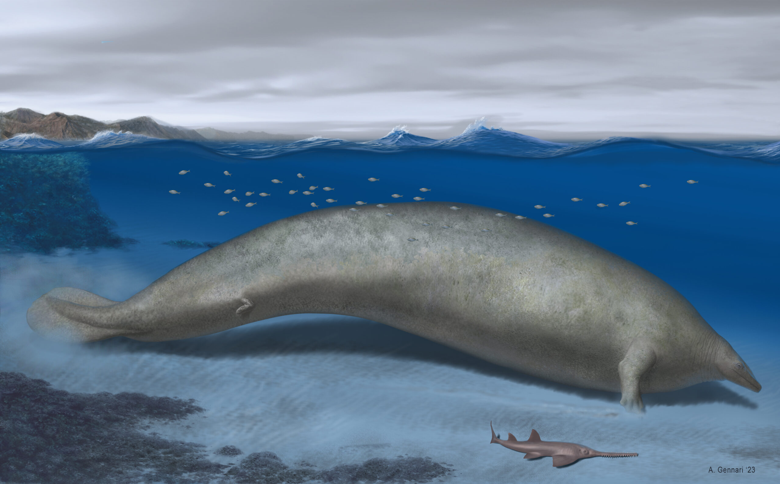 Was This Primitive Whale the Largest Animal Ever to Live? Scientists Think So