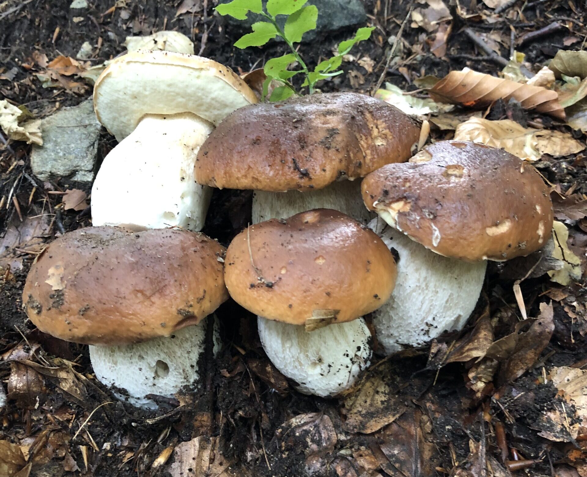 Beloved Porcini Mushrooms Rank Among Highest in the World for Rare Essential ‘Vitamin’ Ergothioneine