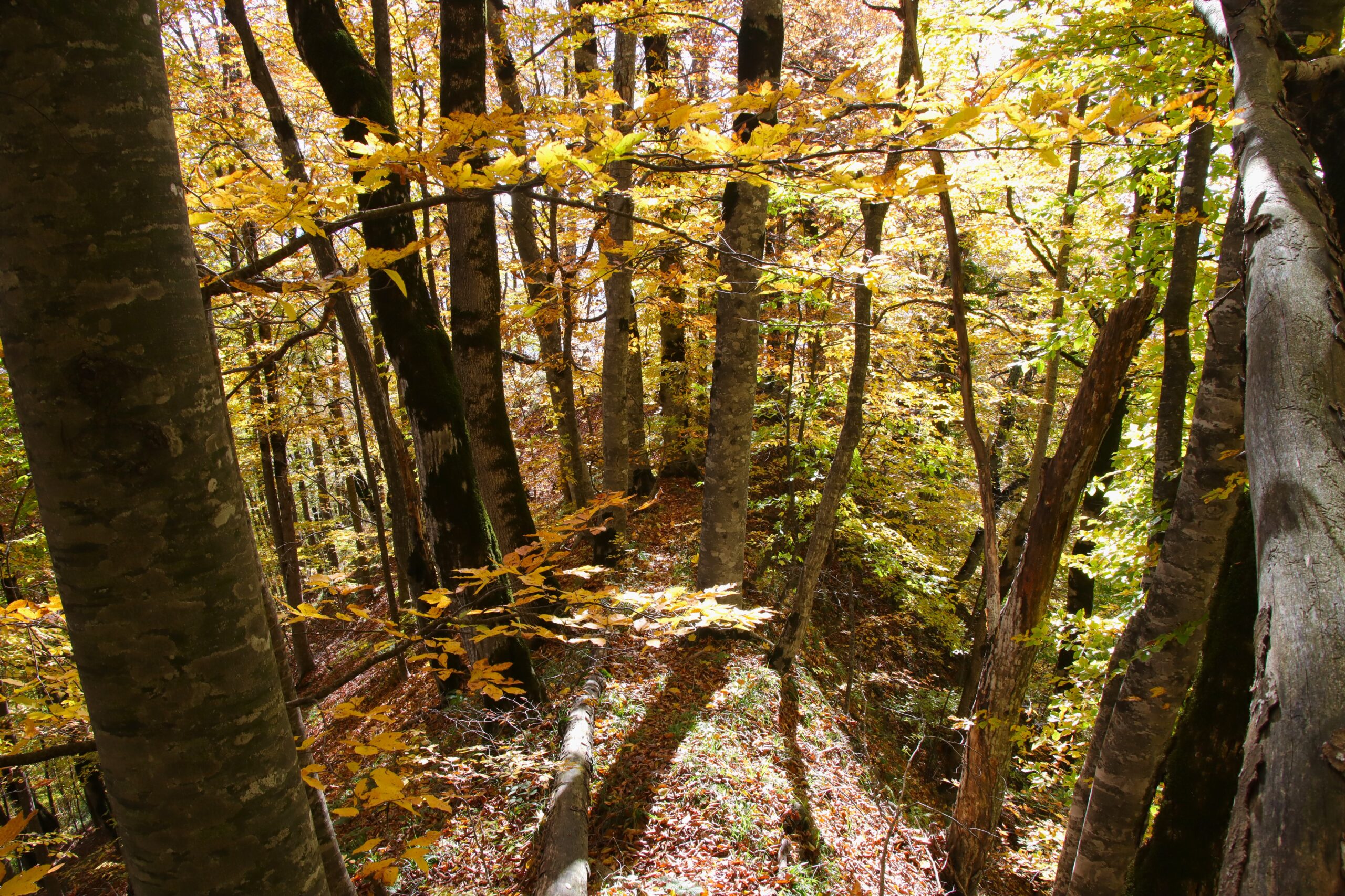 What Makes the Perfect Forest for the Perfect Fall?