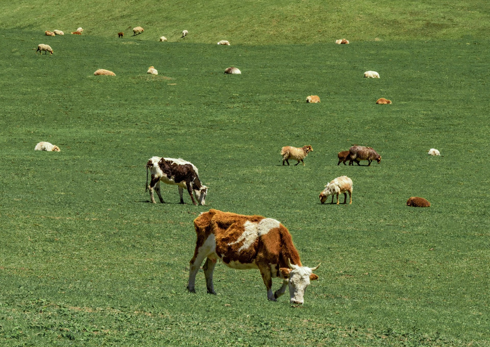 Pasture-Raised Meat and Dairy May Protect Against Cancer