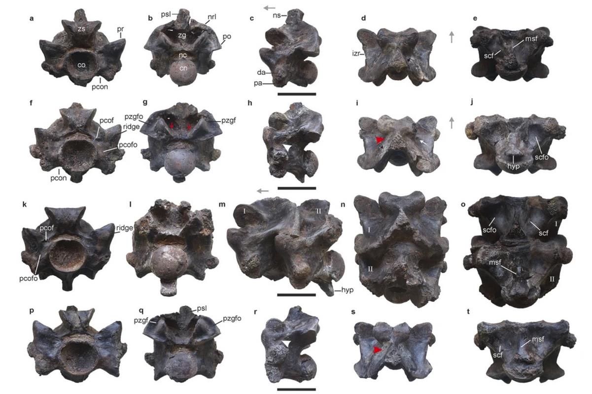 As Long as a Whale, New Extinct Snake Found in India May Be Largest to Have Ever Slithered the Earth